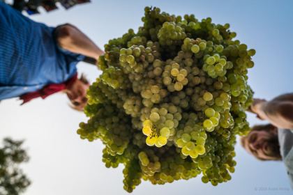 Kalebstraube auf dem Radebeuler Herbst- und Weinfest