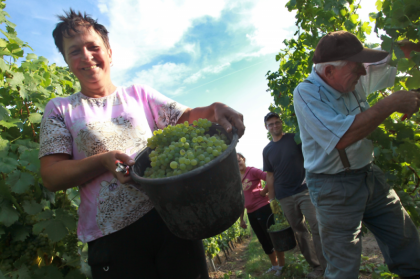 Sächsische Winzergenossenschaft Meißen